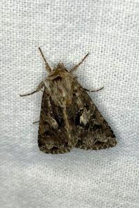 <i>Hada plebeja</i>