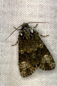 <i>Craniophora ligustri</i>