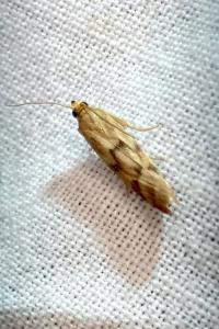 <i>Homoeosoma sinuella</i>