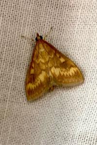 <i>Ostrinia nubilalis</i>
