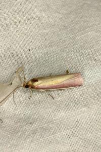 <i>Oncocera semirubella</i>