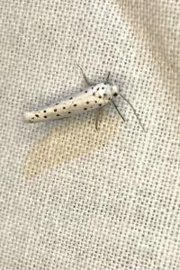 <i>Yponomeuta cagnagella</i>