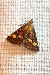 <i>Pyrausta aurata</i>