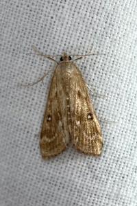 <i>Parapoynx stratiotata</i>