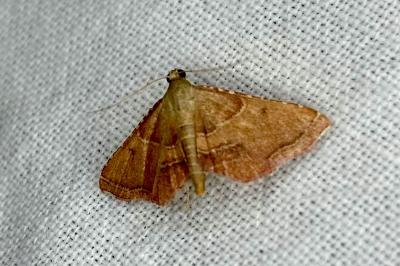 <i>Endotricha flammealis</i>