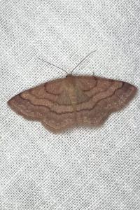 <i>Scopula rubiginata</i>