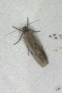 <i>Pelosia muscerda</i>