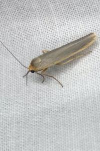 <i>Manulea complana</i>
