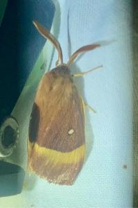 <i>Lasiocampa trifolii</i>