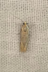 <i>Eccopisa effractella</i>