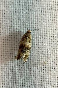 <i>Celypha lacunana</i>