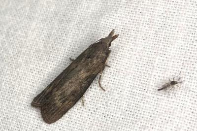 <i>Aphomia sociella</i>