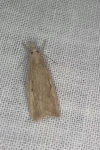 <i>Calamotropha paludella</i>