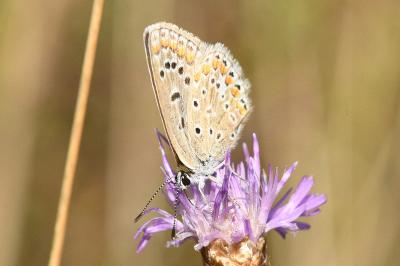 <i>Polyommatus icarus</i>