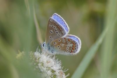 <i>Polyommatus icarus</i>