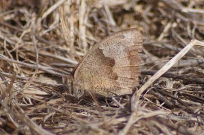 <i>Maniola jurtina</i>