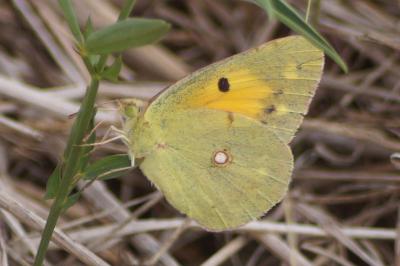 <i>Colias crocea</i>