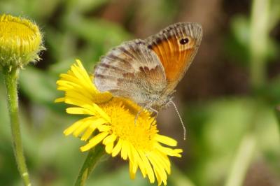 <i>Coenonympha pamphilus</i>