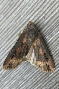 <i>Agrotis ipsilon</i>