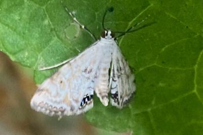<i>Cataclysta lemnata</i>