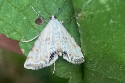 <i>Cataclysta lemnata</i>