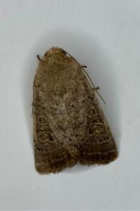 <i>Hoplodrina ambigua</i>