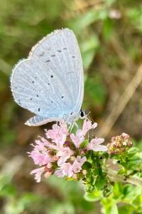 <i>Celastrina argiolus</i>