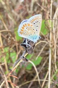 <i>Polyommatus icarus</i>
