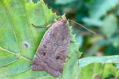 <i>Noctua comes</i>