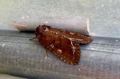 <i>Lacanobia oleracea</i>