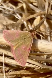 <i>Lythria cruentaria</i>