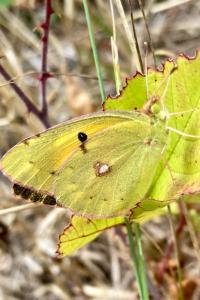 <i>Colias crocea</i>