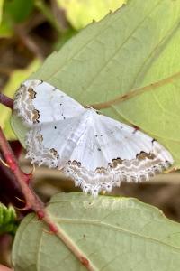 <i>Scopula ornata</i>