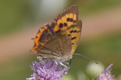 <i>Lycaena phlaeas</i>