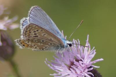 <i>Polyommatus icarus</i>