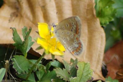 <i>Polyommatus icarus</i>