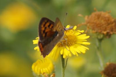 <i>Lycaena phlaeas</i>