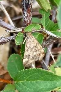 <i>Pyrausta despicata</i>