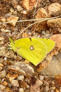 <i>Colias crocea</i>
