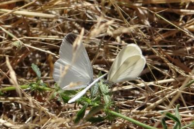 <i>Leptidea sinapis</i>