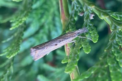 <i>Agriphila inquinatella</i>