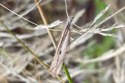 <i>Agriphila inquinatella</i>