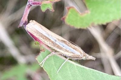<i>Agriphila tristella</i>