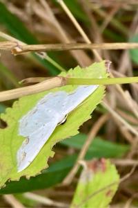 <i>Scopula ornata</i>