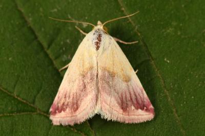 <i>Eublemma purpurina</i>