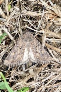 <i>Agrotis segetum</i>