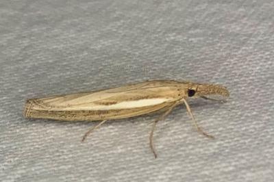 <i>Agriphila tristella</i>