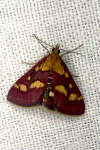 <i>Pyrausta purpuralis</i>