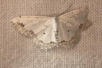 <i>Scopula ornata</i>