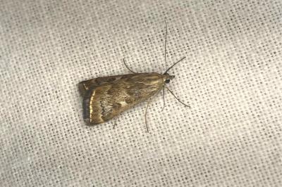 <i>Loxostege sticticalis</i>